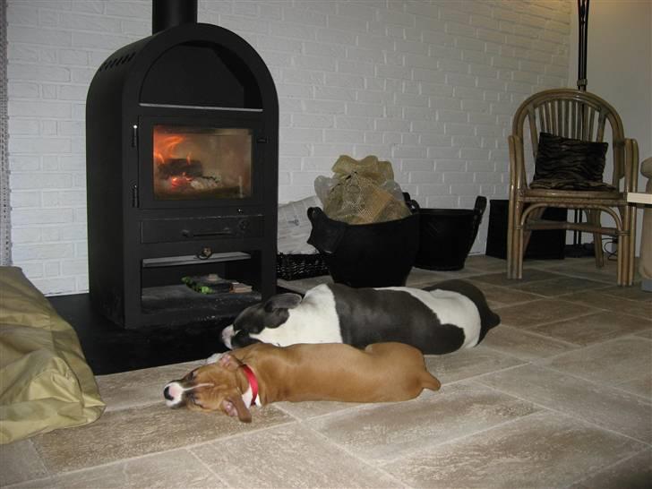 Amerikansk staffordshire terrier Great Vikings Niño - 14/02-09. billede 18