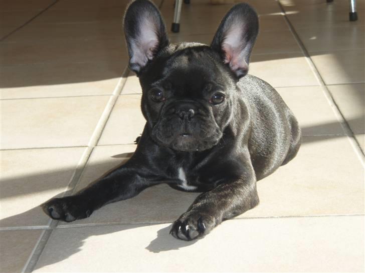 Fransk bulldog Valfers de Aimee (Kahlua) - nu en 9 uger gammel trut billede 1