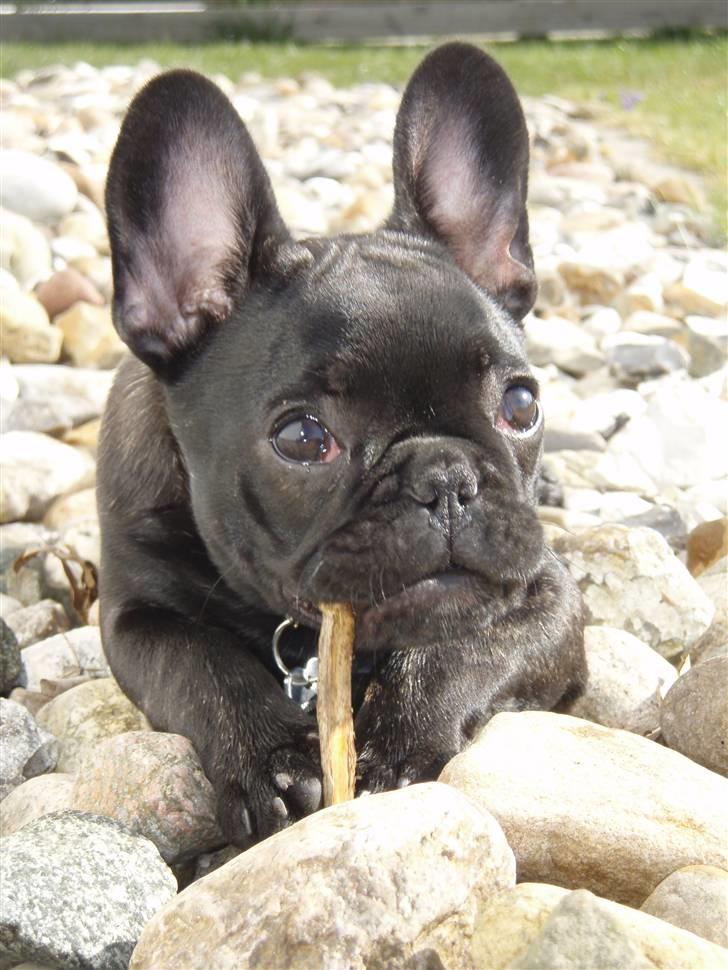 Fransk bulldog Valfers de Aimee (Kahlua) - 13 uger billede 3