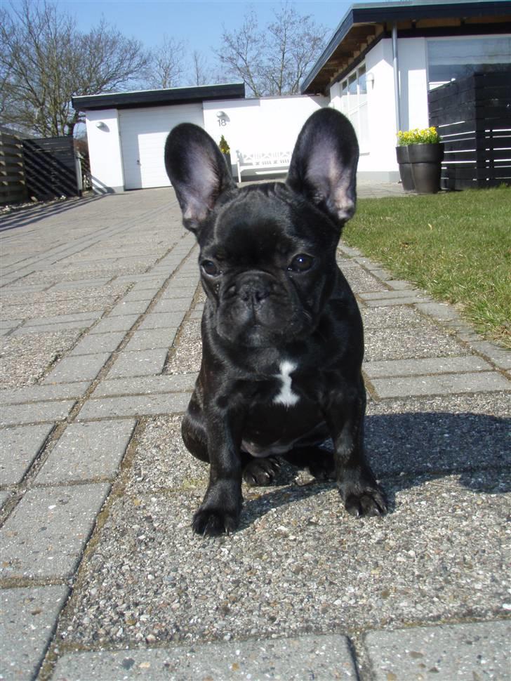 Fransk bulldog Valfers de Aimee (Kahlua) - april ´09 (13 uger) billede 4