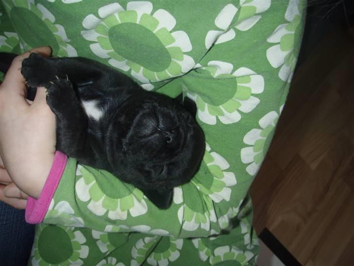 Fransk bulldog Valfers de Aimee (Kahlua) billede 5