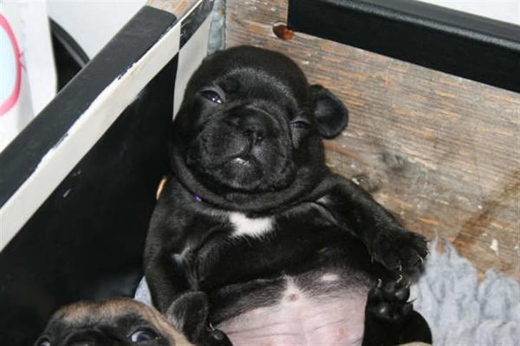 Fransk bulldog Valfers de Aimee (Kahlua) - man kan vel altid trænge til en lille lur... billede 6