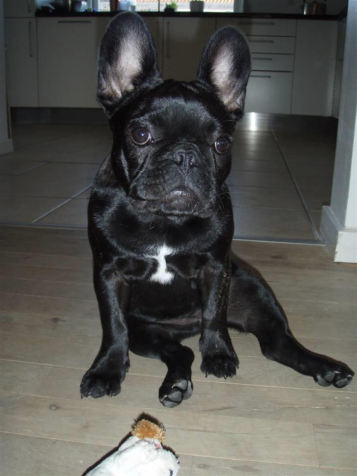 Fransk bulldog Valfers de Aimee (Kahlua) - Kahlua 4 måneder billede 7