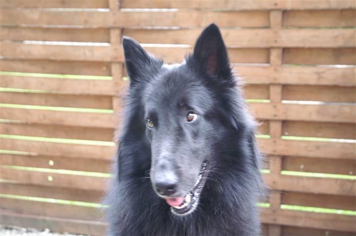 Groenendael de fait ami aros billede 1