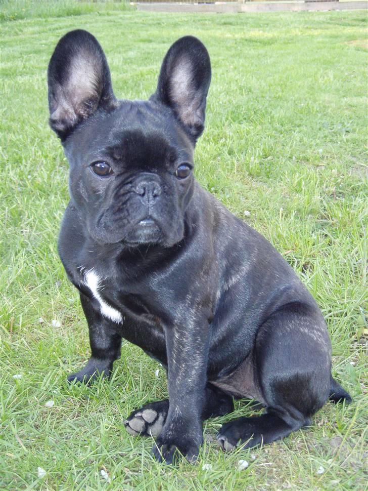 Fransk bulldog Valfers de Aimee (Kahlua) - 4 måneder, nyder aftensolen billede 8