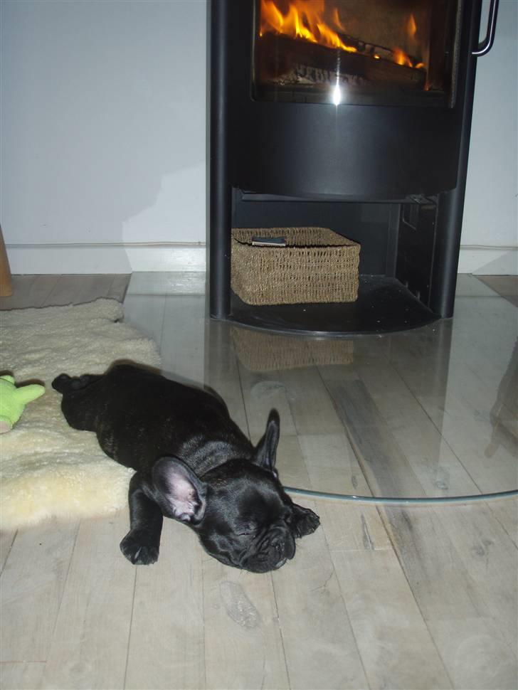 Fransk bulldog Valfers de Aimee (Kahlua) - lige kommet hjem og har allerede indtaget pladsen på lammeskindet foran brændeovnen  billede 9