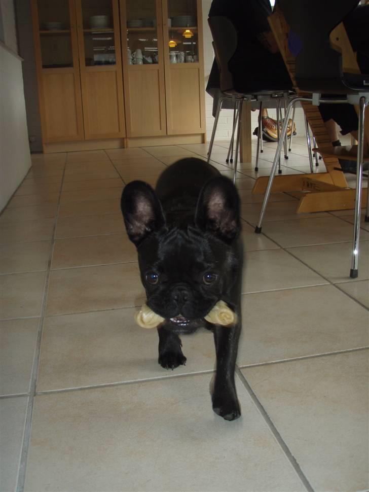 Fransk bulldog Valfers de Aimee (Kahlua) - 5 måneder billede 10