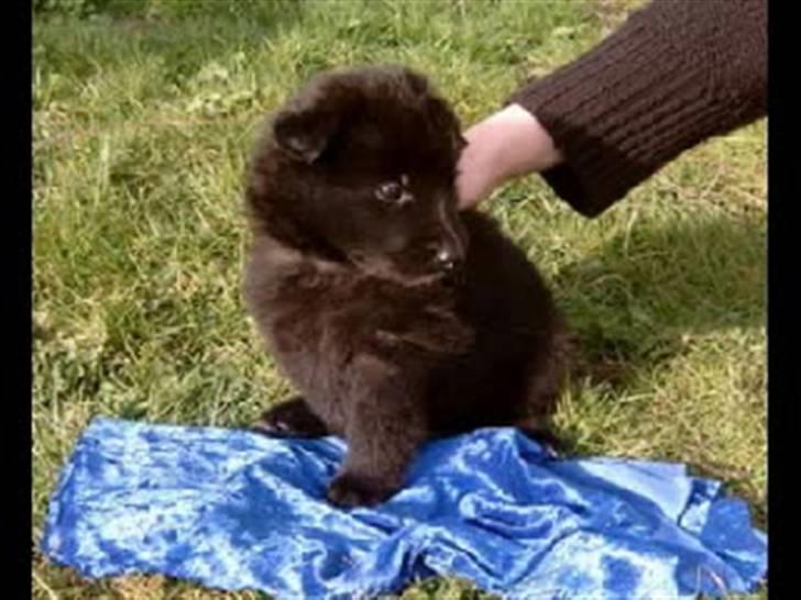 Groenendael de fait ami aros billede 2