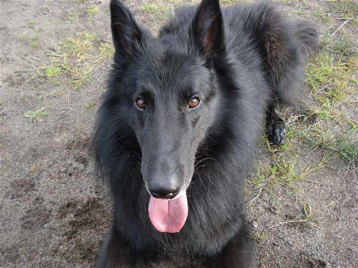 Groenendael de fait ami aros billede 3