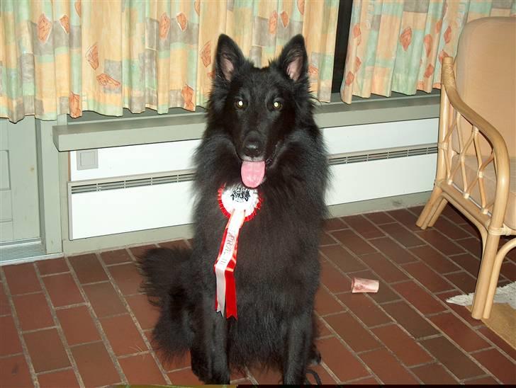 Groenendael de fait ami aros billede 4