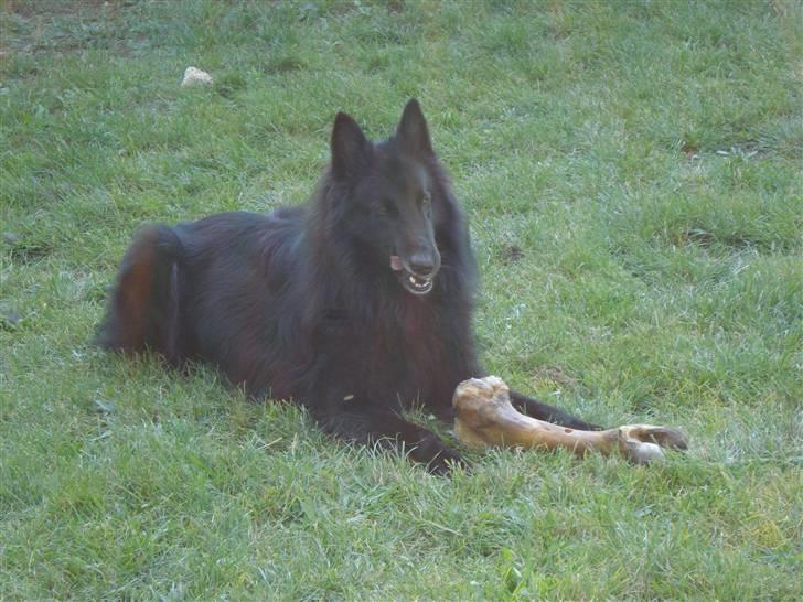 Groenendael de fait ami aros billede 5