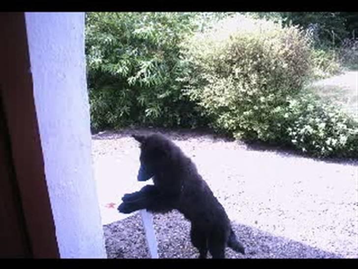 Groenendael de fait ami aros billede 6