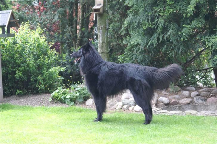 Groenendael de fait ami aros billede 7