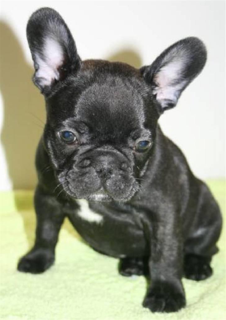 Fransk bulldog Valfers de Aimee (Kahlua) billede 11