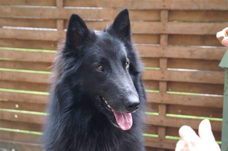 Groenendael de fait ami aros billede 8