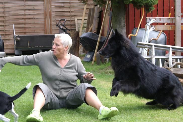 Groenendael de fait ami aros billede 9