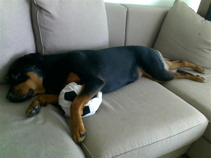 Rottweiler Carla billede 2