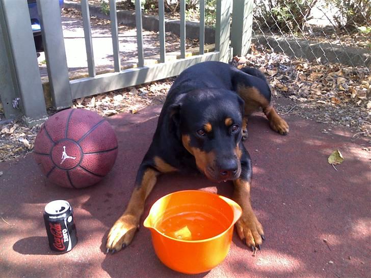 Rottweiler Carla billede 3