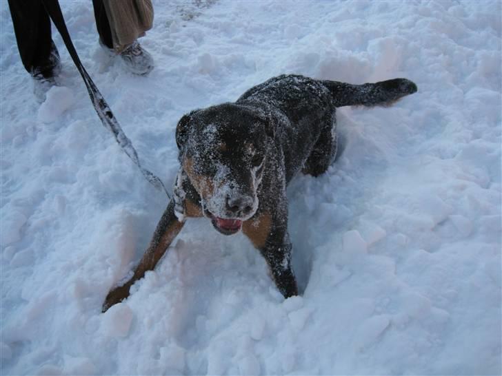 Rottweiler Carla billede 4