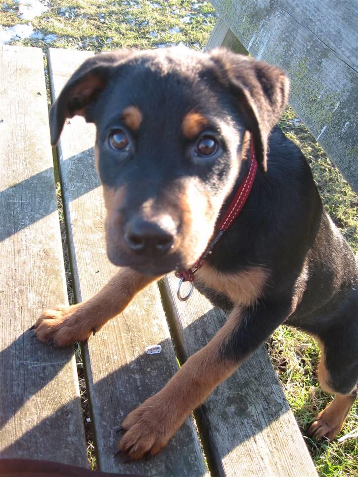 Rottweiler Carla billede 5