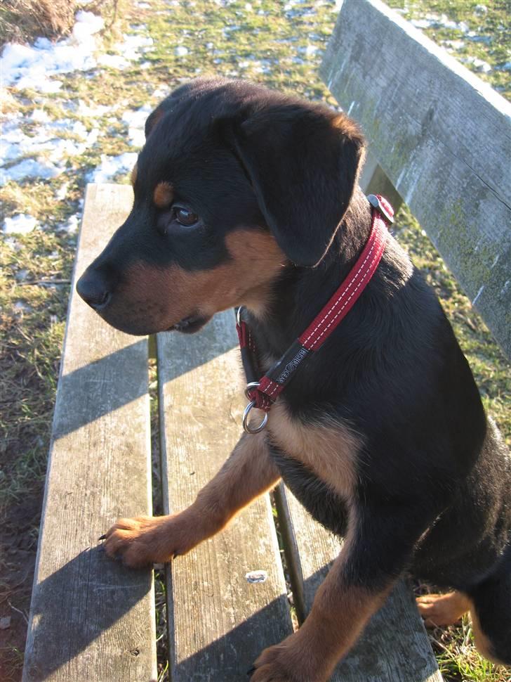 Rottweiler Carla billede 6