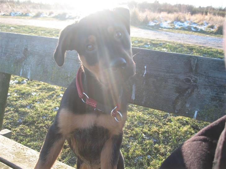 Rottweiler Carla billede 7