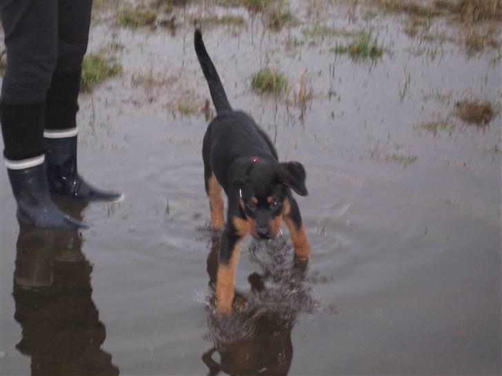 Rottweiler Carla billede 8