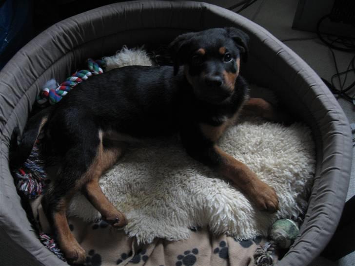 Rottweiler Carla billede 9