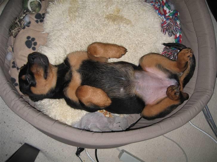 Rottweiler Carla billede 10