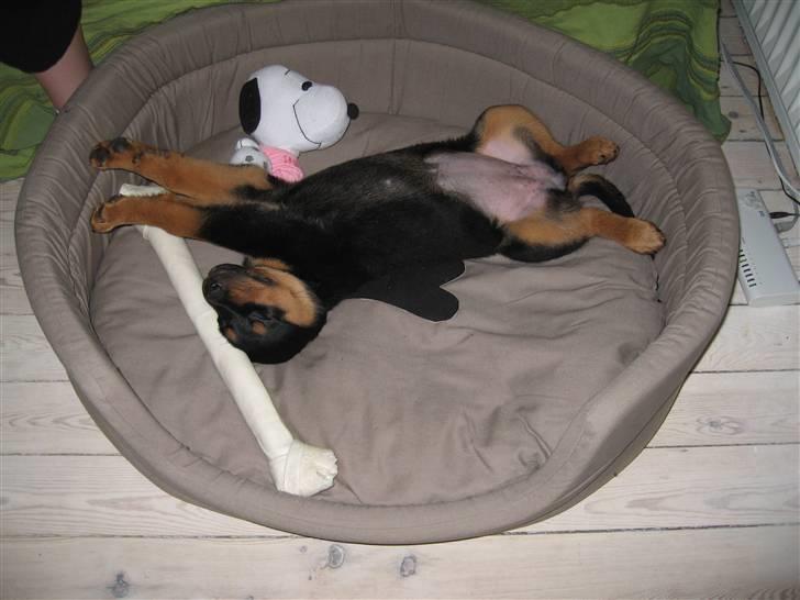 Rottweiler Carla billede 11