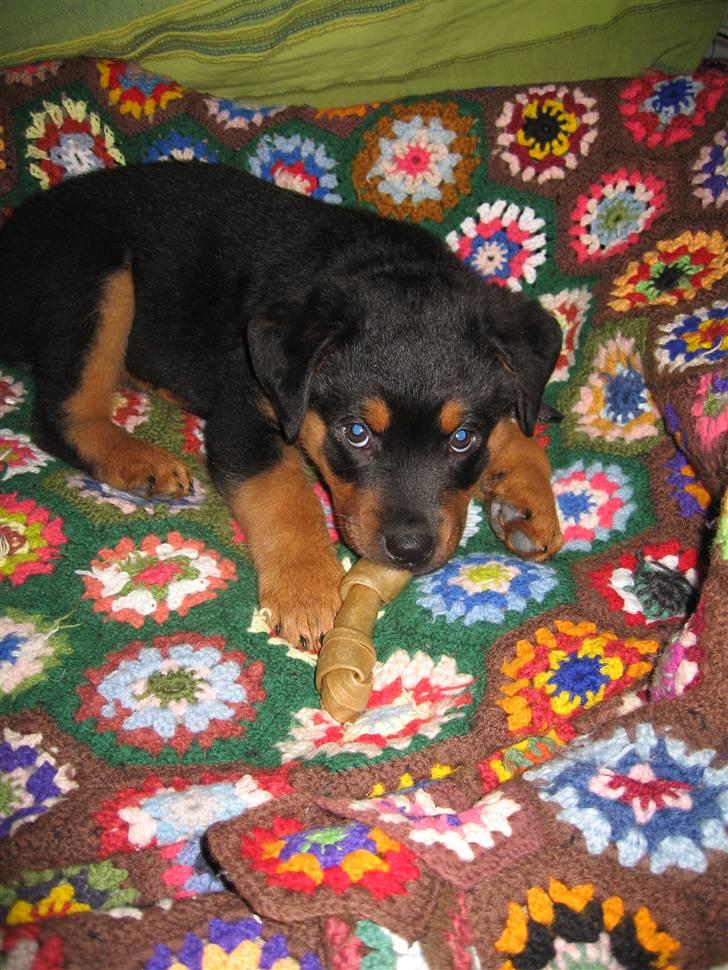 Rottweiler Carla billede 12