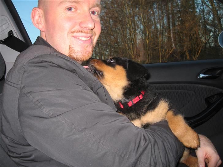 Rottweiler Carla billede 13