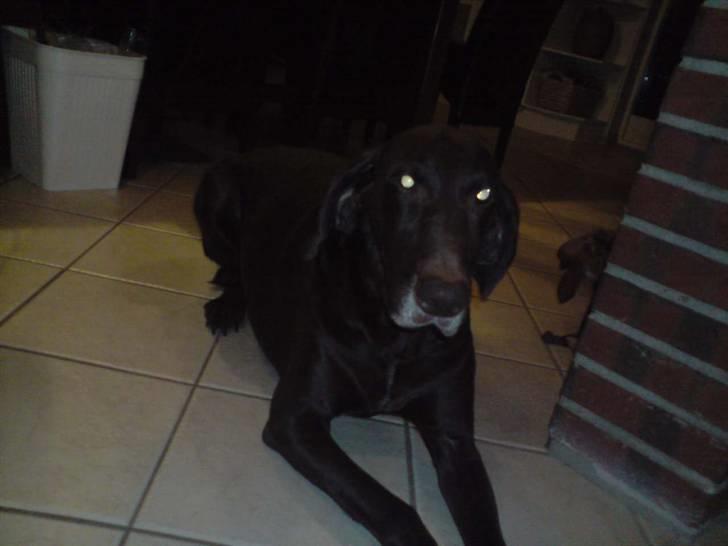 Korthåret hønsehund Tyson - "Hvad er det engtlig du har gang i ? " tror jeg tit han tænker, når han lægger sådan :) billede 1