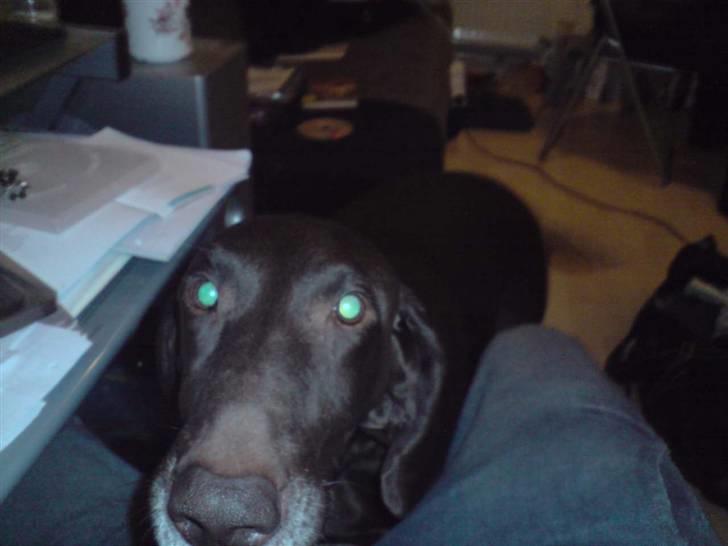 Korthåret hønsehund Tyson - Hængetræ :)? billede 2