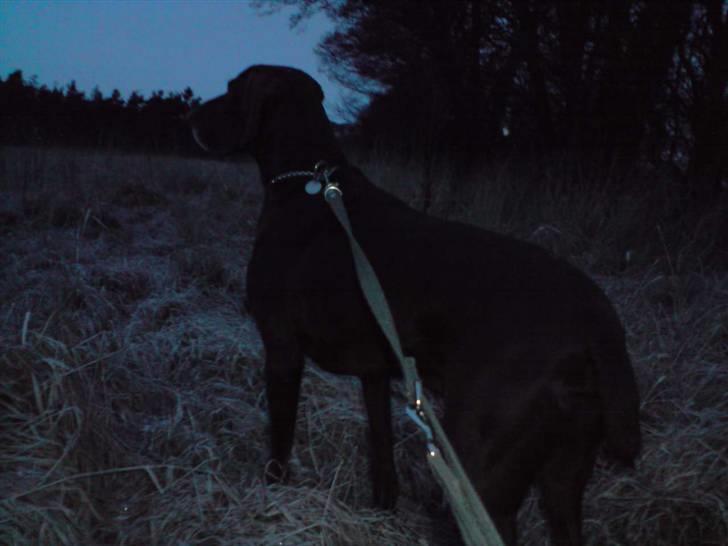 Korthåret hønsehund Tyson - "Michael, Michael der er noget der over" billede 3