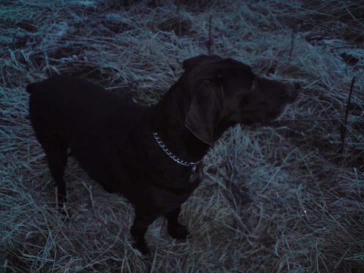 Korthåret hønsehund Tyson - "Michael, Michael der er også noget der over " :) billede 4