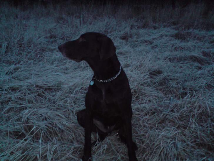 Korthåret hønsehund Tyson - " ej helt ærlig, er jeg ikke fin ?"  billede 5