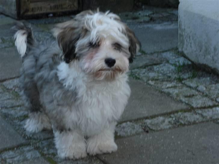 Bichon havanais kipper billede 1
