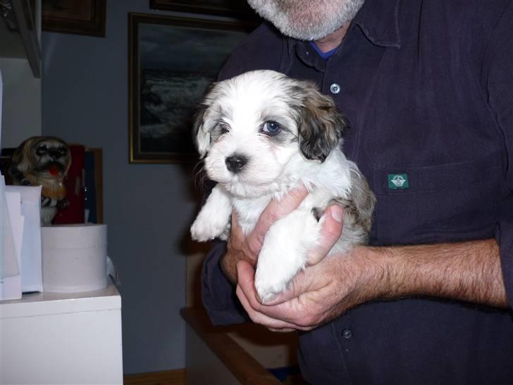Bichon havanais kipper billede 2