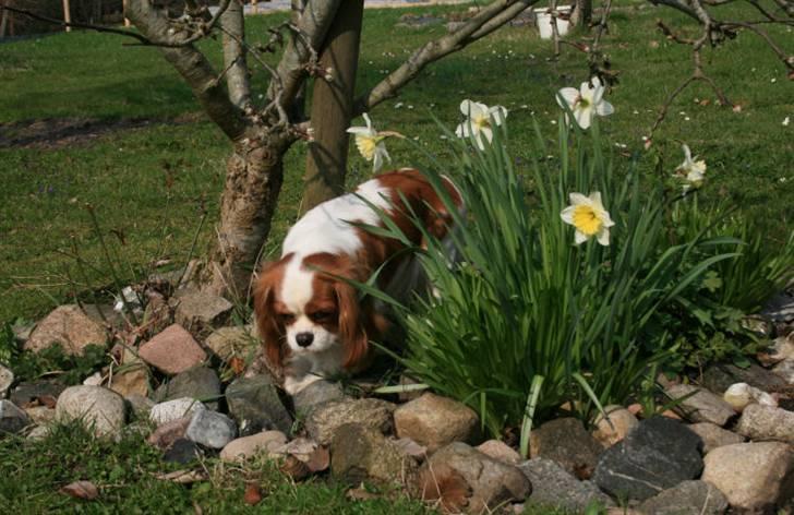 Cavalier king charles spaniel Donna - Donna billede 1