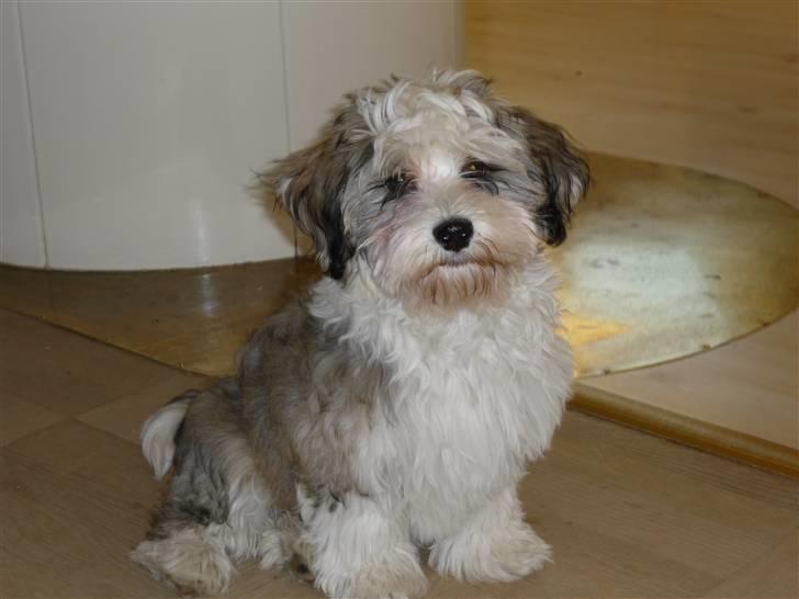 Bichon havanais kipper billede 3
