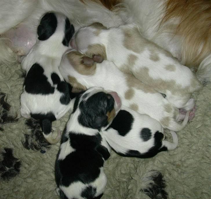 Cavalier king charles spaniel Donna - Dette billede er det første af Donna, hun er bl nr. 1 fra venstre. billede 2