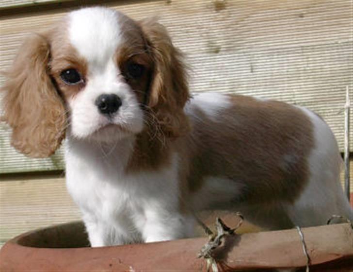 Cavalier king charles spaniel Donna - Billede nr. 2 af Donna, ud fra disse 2 billeder blev hun min! billede 3