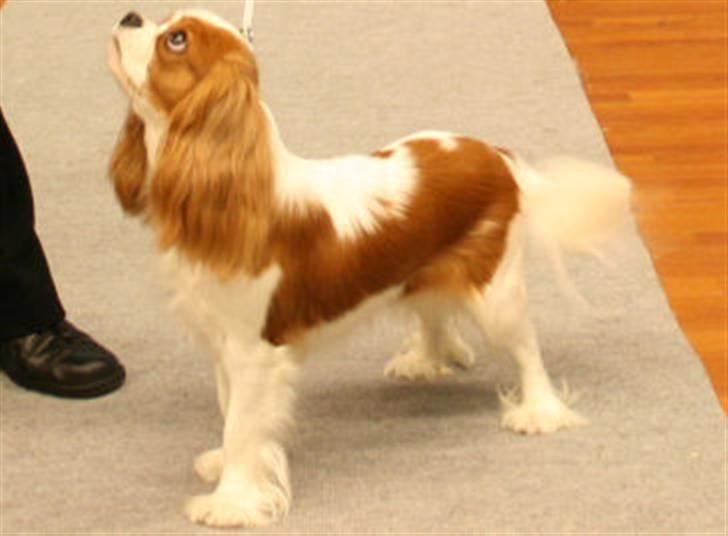 Cavalier king charles spaniel Donna - Donna på udstilling - ikke så gammel. billede 4