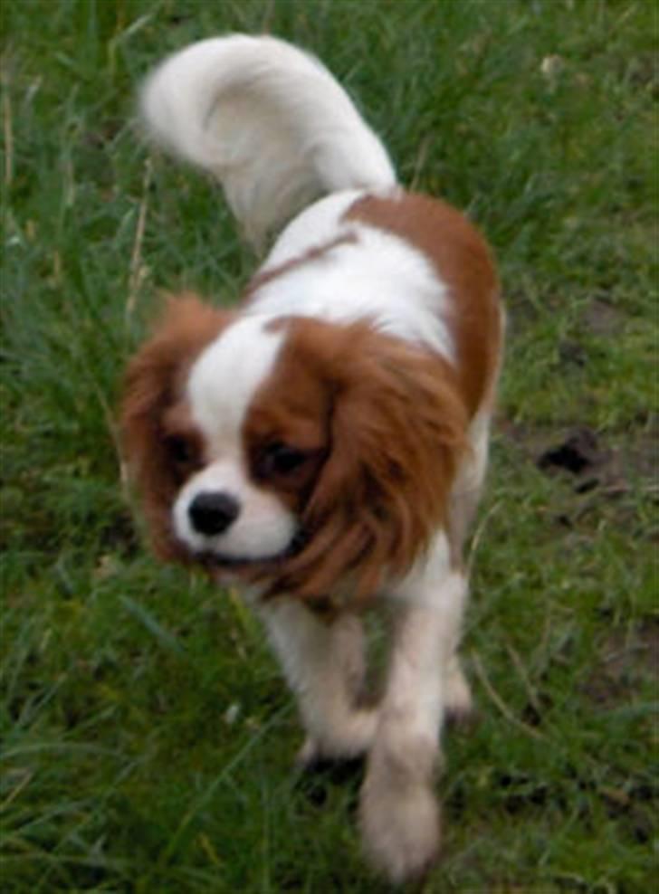 Cavalier king charles spaniel Donna - Donna i haven. billede 5