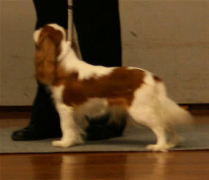 Cavalier king charles spaniel Donna - Udstilling igen, og hun kan lide det! billede 6