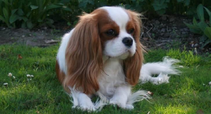 Cavalier king charles spaniel Donna - Donna slapper a´. billede 7