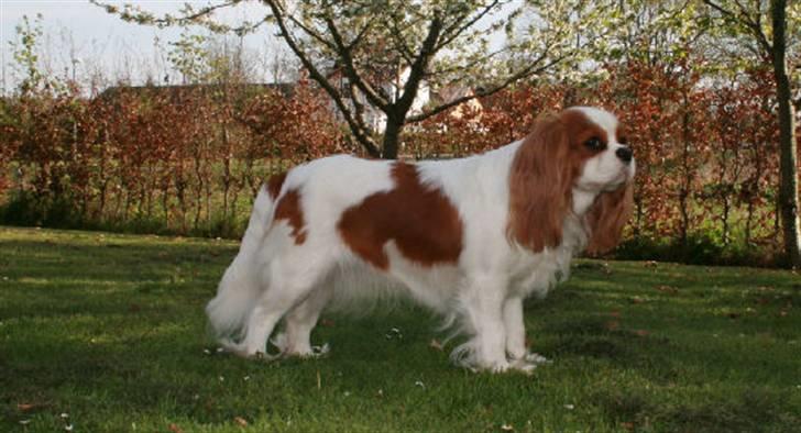 Cavalier king charles spaniel Donna - I haven billede 8