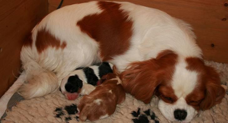 Cavalier king charles spaniel Donna - Donna som puslemor. billede 10
