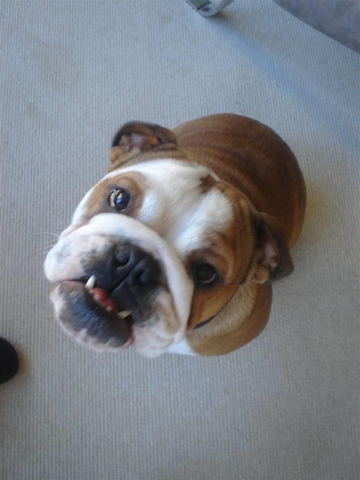 Engelsk bulldog Maggie billede 1